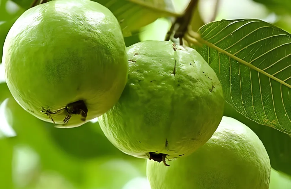 Giá Ổi Nữ Hoàng