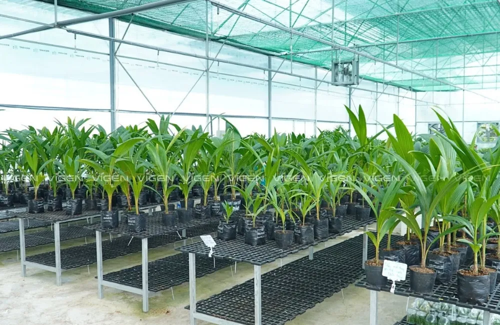 Giống cây trồng riêng cho doanh nghiệp