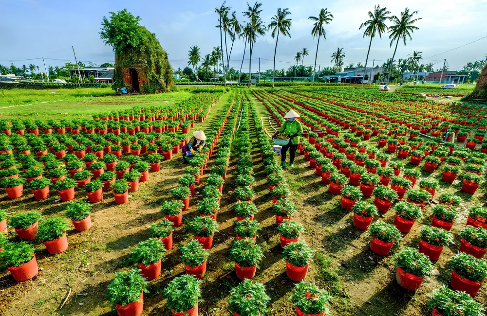 Giống cây trồng riêng cho doanh nghiệp