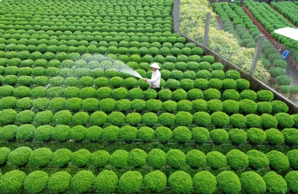 Giống cây trồng riêng cho doanh nghiệp