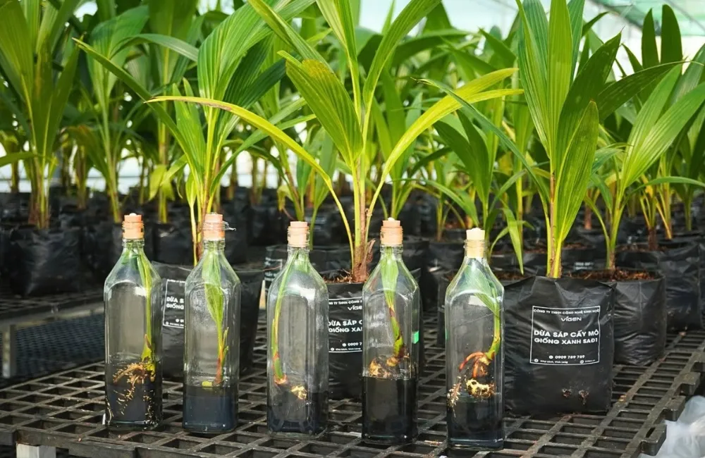 Giống cây trồng riêng cho doanh nghiệp