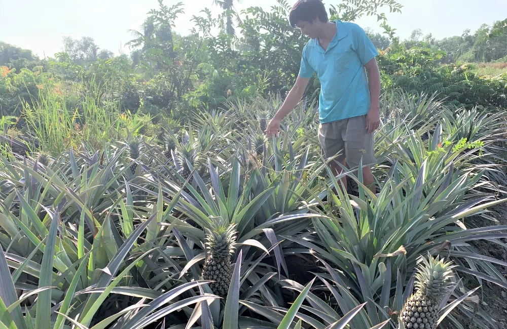 Kỹ thuật chăm sóc Dứa Phulae