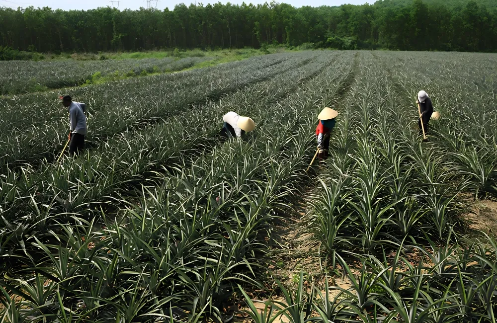 Kỹ thuật chăm sóc Dứa Phulae