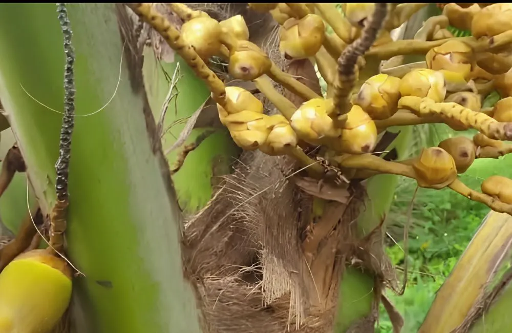 Kỹ thuật thụ phấn dừa sáp