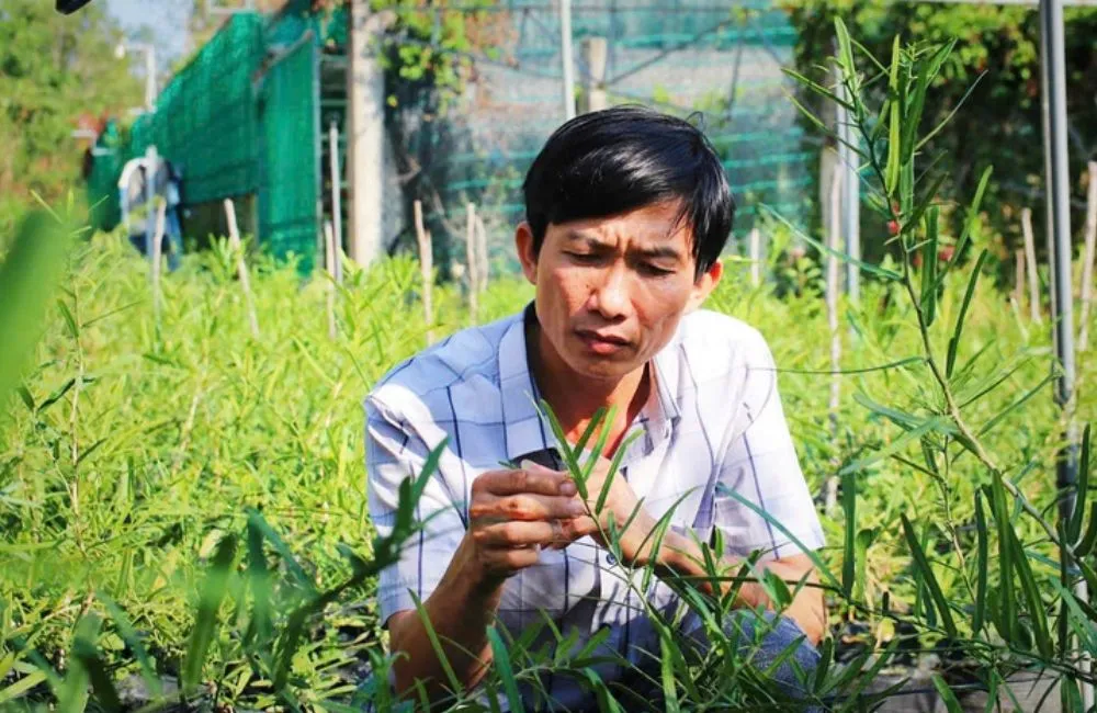 Kỹ thuật trồng cây xáo tam phân