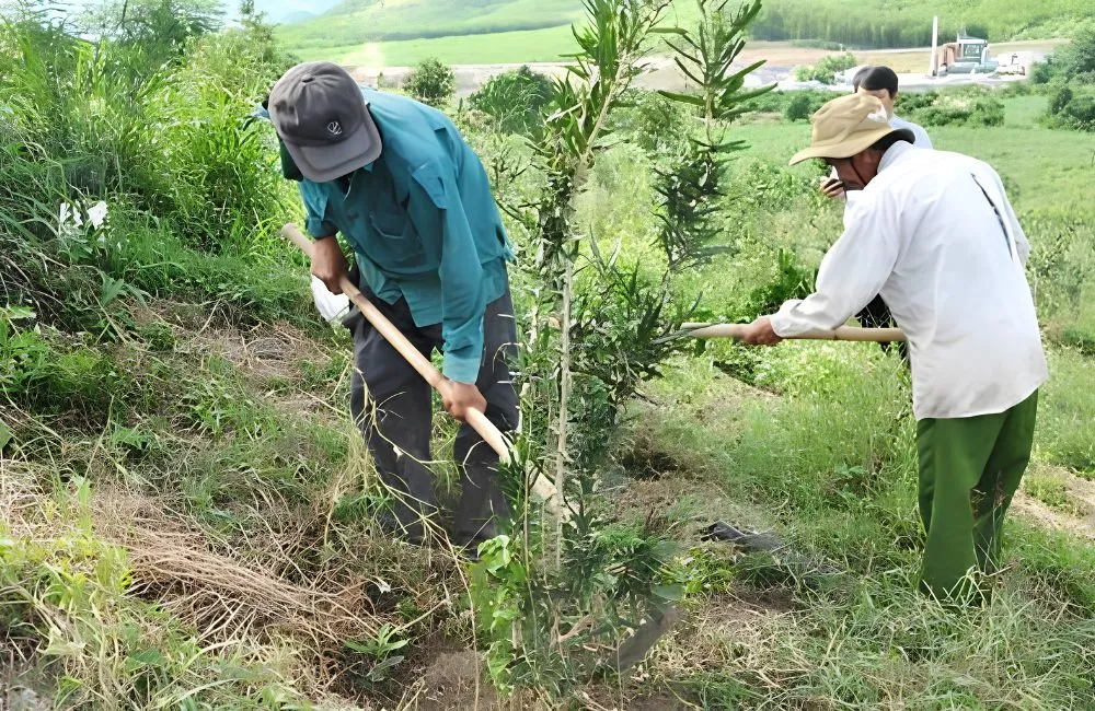 Kỹ thuật trồng cây xáo tam phân