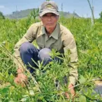 Kỹ thuật trồng cây xáo tam phân đúng cách cho cây phát triển