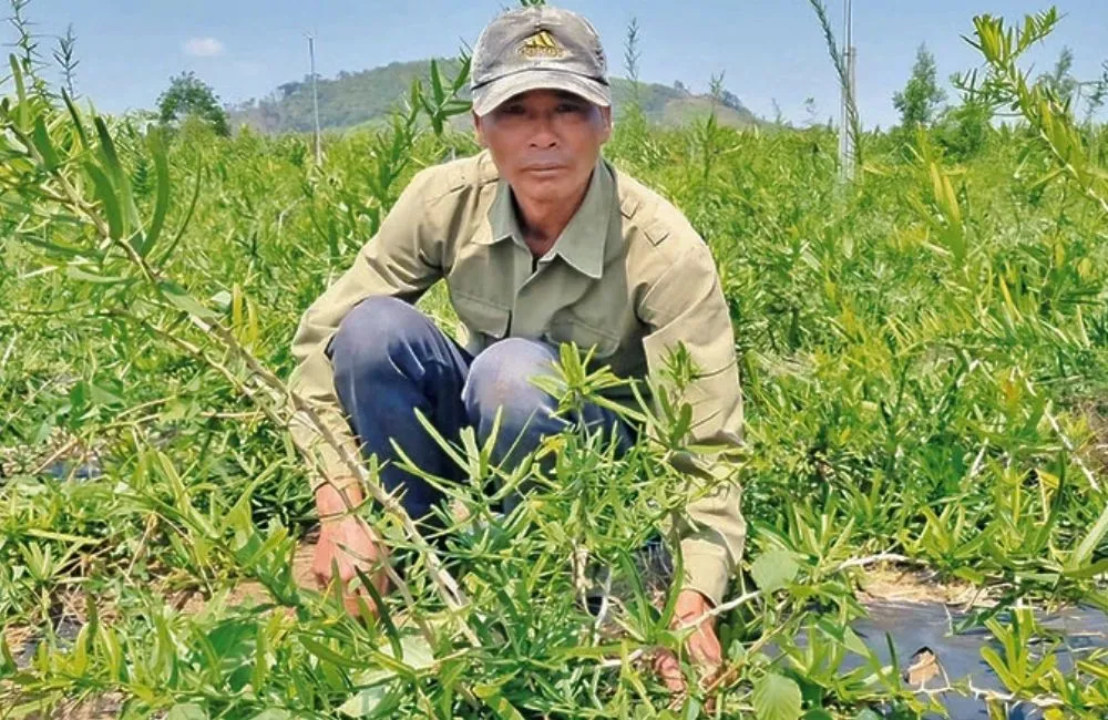 Kỹ thuật trồng cây xáo tam phân