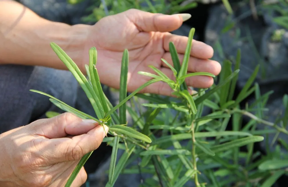 Kỹ thuật trồng cây xáo tam phân