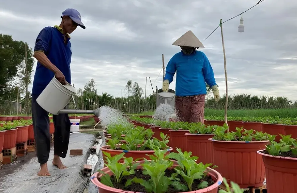 Kỹ thuật trồng cúc mâm xôi Chợ Lách cấy mô