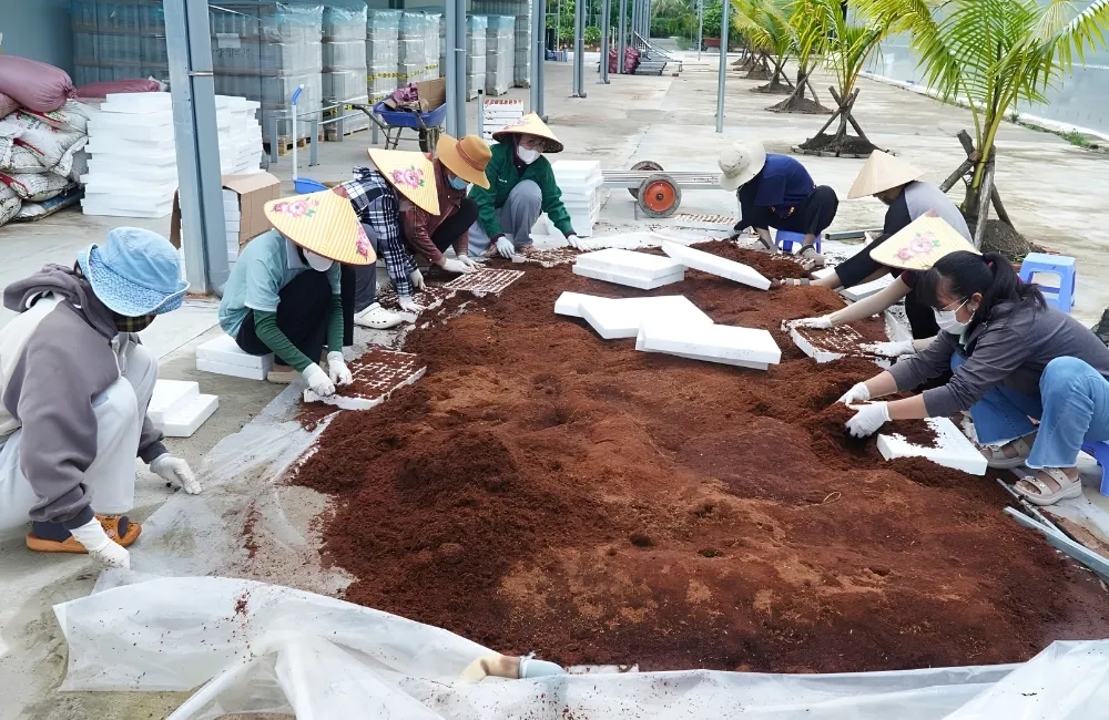 Kỹ thuật trồng cúc mâm xôi Chợ Lách cấy mô