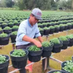 Kỹ thuật trồng Cúc Mâm Xôi Chợ Lách Cấy Mô đúng cách, cây khỏe, tán đẹp