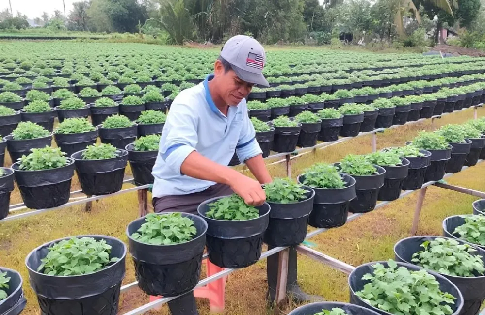 Kỹ thuật trồng cúc mâm xôi Chợ Lách cấy mô 