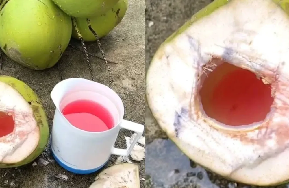 Kỹ thuật trồng dừa dâu