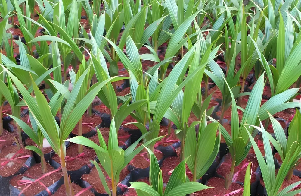 Kỹ thuật trồng dừa dâu