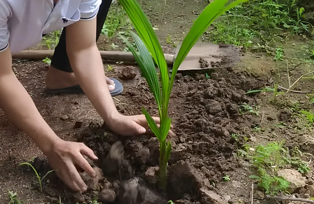 Kỹ thuật trồng dừa dâu