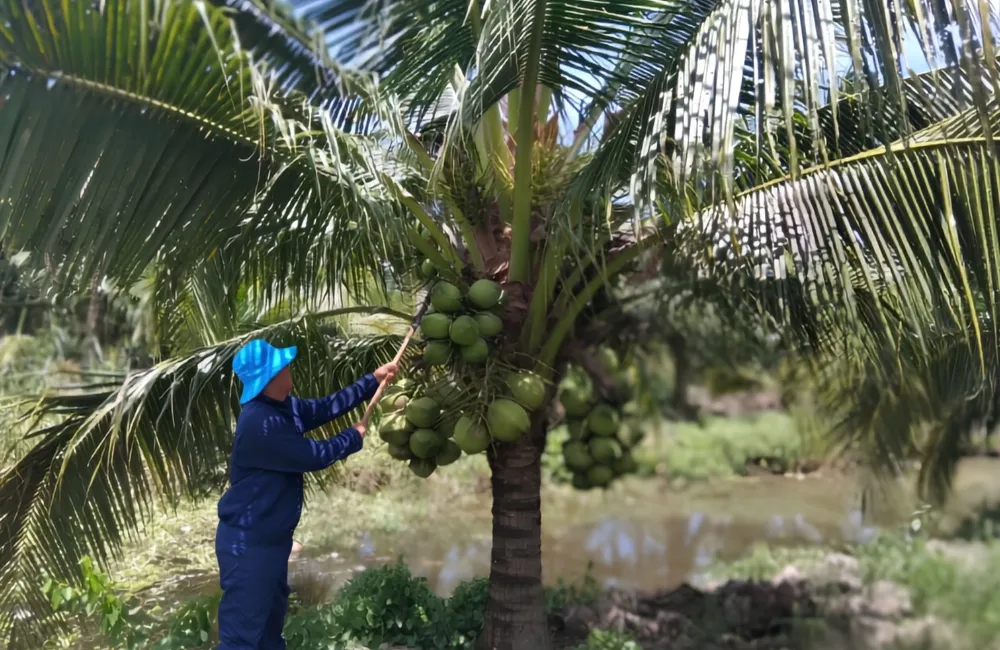 Kỹ thuật trồng dừa dâu
