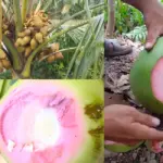 Kỹ thuật trồng Dừa Dâu chi tiết cho nhà vườn