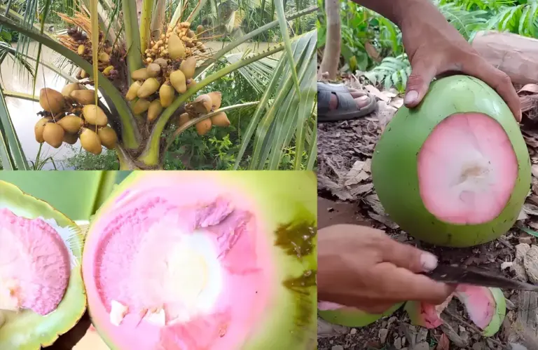 Kỹ thuật trồng Dừa Dâu chi tiết cho nhà vườn