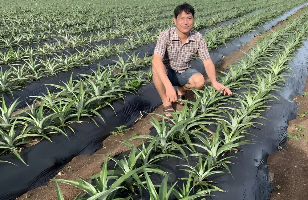 Kỹ thuật trồng dứa MD2