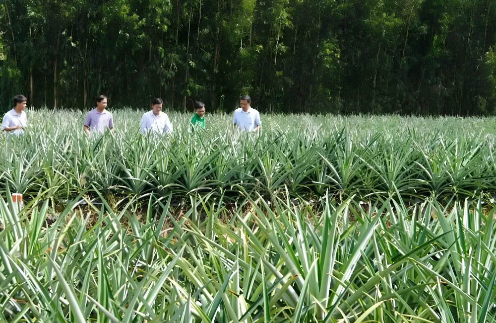 Kỹ thuật trồng dứa MD2
