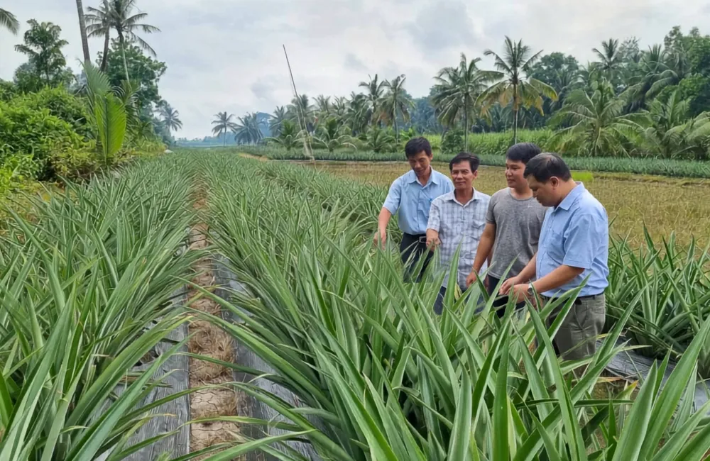 Kỹ thuật trồng dứa MD2