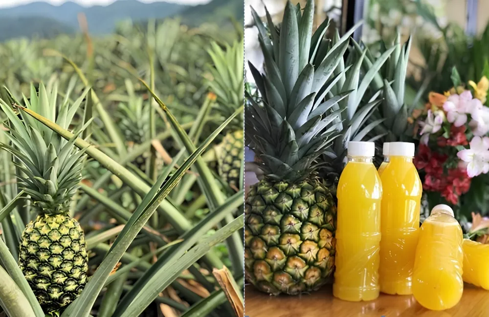 Kỹ thuật trồng dứa MD2