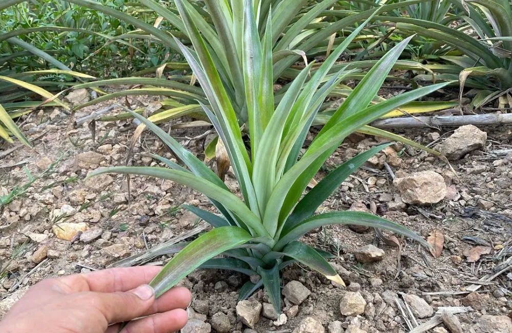 Kỹ thuật trồng dứa Phulae
