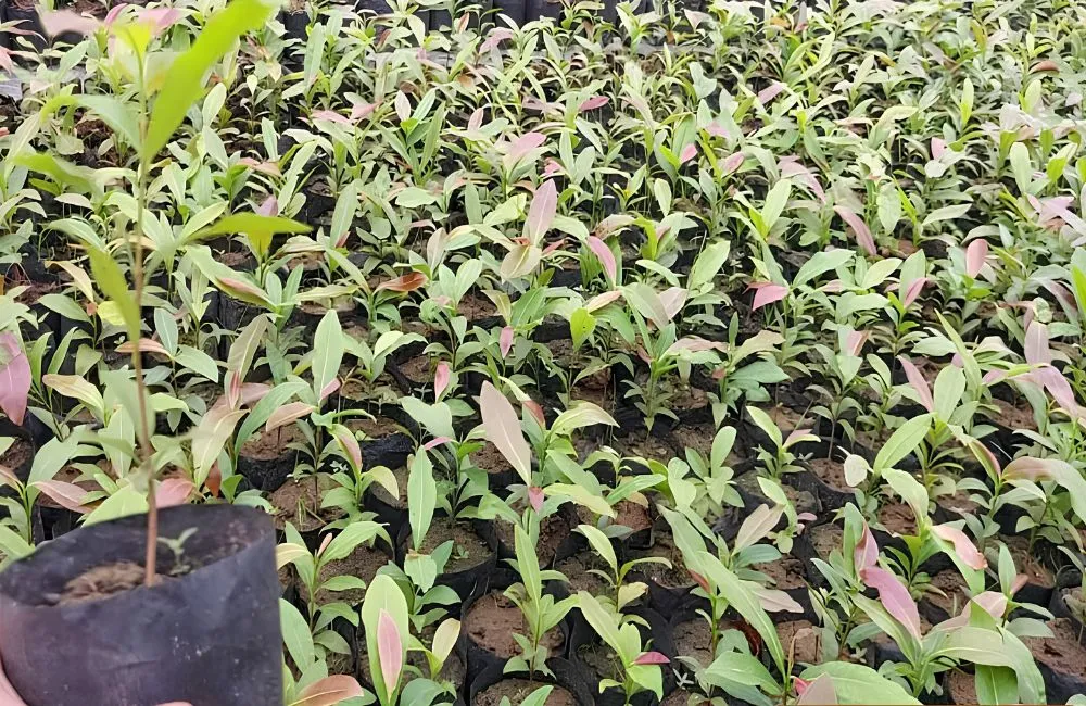 Kỹ thuật trồng mai vàng cấy mô