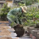 Kỹ thuật trồng mai vàng cấy mô đúng cách giúp cây khỏe