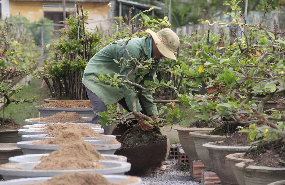 Kỹ thuật trồng mai vàng cấy mô