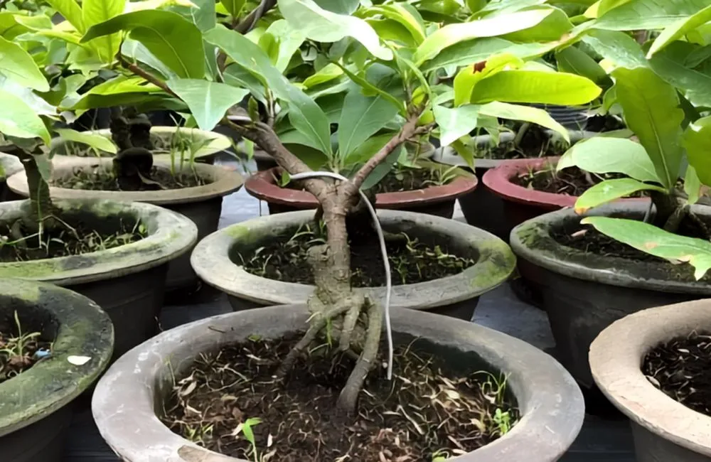 Kỹ thuật trồng mai vàng cấy mô