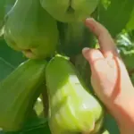 Kỹ thuật trồng mận Green Giant để cho cây phát triển khỏe