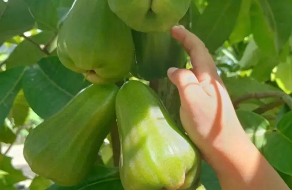 Kỹ thuật trồng mận Green Giant