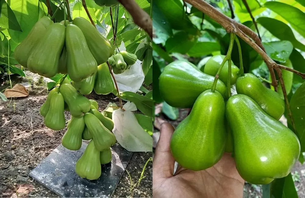 Kỹ thuật trồng mận Green Giant