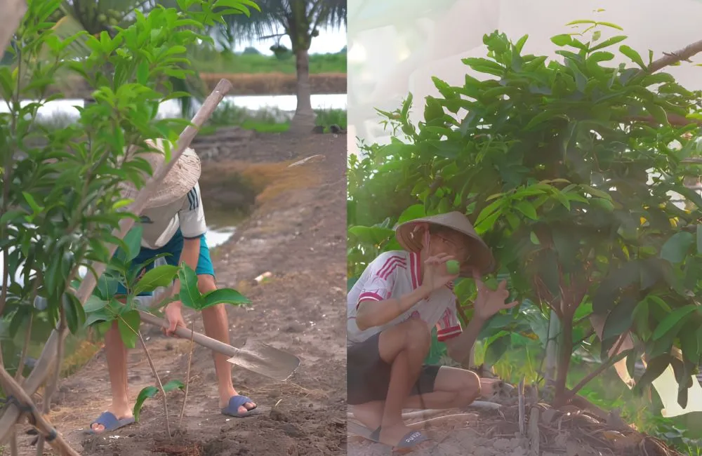 Kỹ thuật trồng mận Green Giant