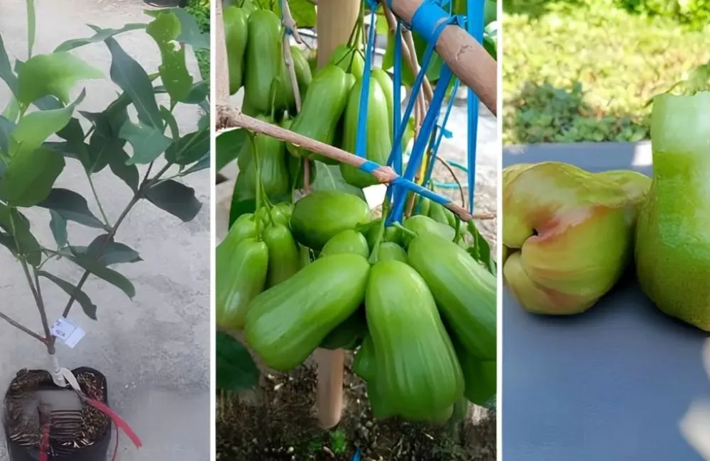 Kỹ thuật trồng mận Green Giant