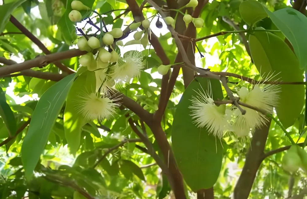 Kỹ thuật trồng mận MDH