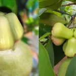 Kỹ thuật trồng Mận MDH đúng cách cho cây sinh trưởng khỏe