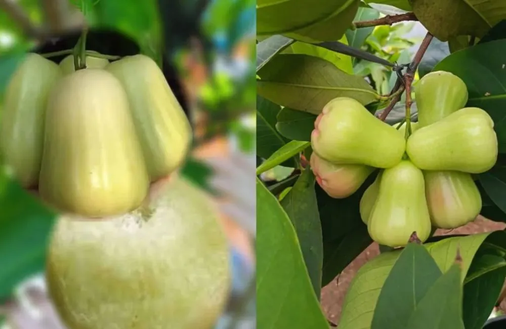 Kỹ thuật trồng mận MDH