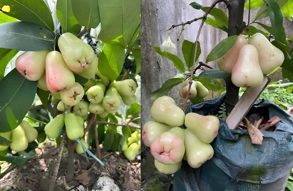 Kỹ thuật trồng mận MDH