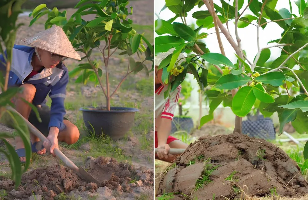 Kỹ thuật trồng mận MDH