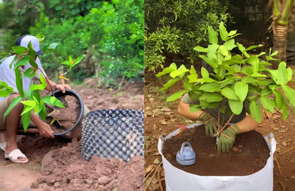 Kỹ thuật trồng mận MDH