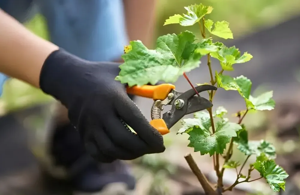 Kỹ thuật trồng nho móng tay
