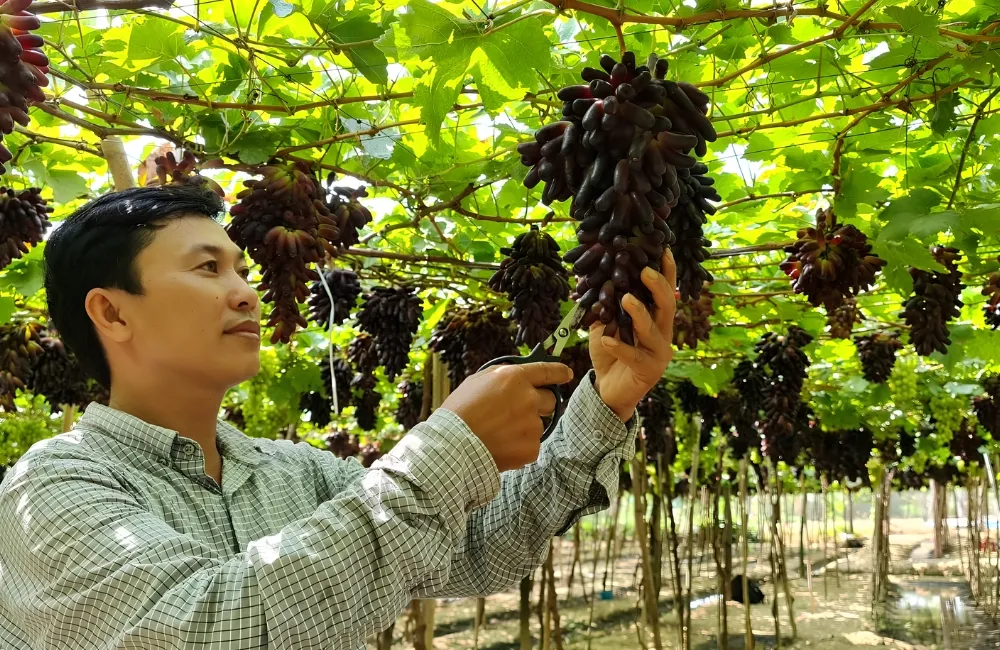 Kỹ thuật trồng nho móng tay