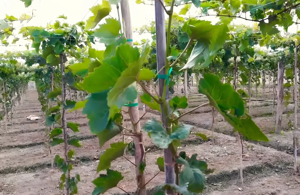 Kỹ thuật trồng nho móng tay