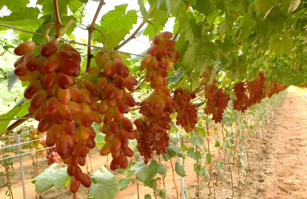 Kỹ thuật trồng nho móng tay