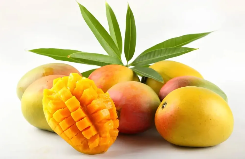Kỹ thuật trồng xoài Alphonso 
