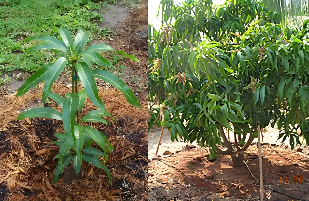 Kỹ thuật trồng xoài Alphonso 