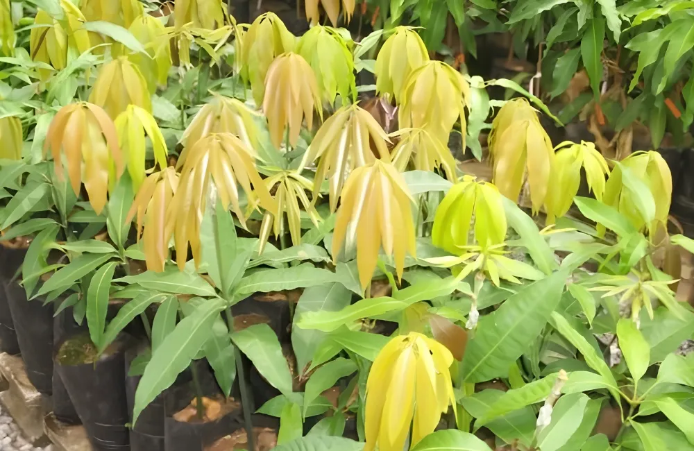 Kỹ thuật trồng xoài Alphonso 